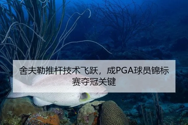 舍夫勒推杆技术飞跃，成PGA球员锦标赛夺冠关键